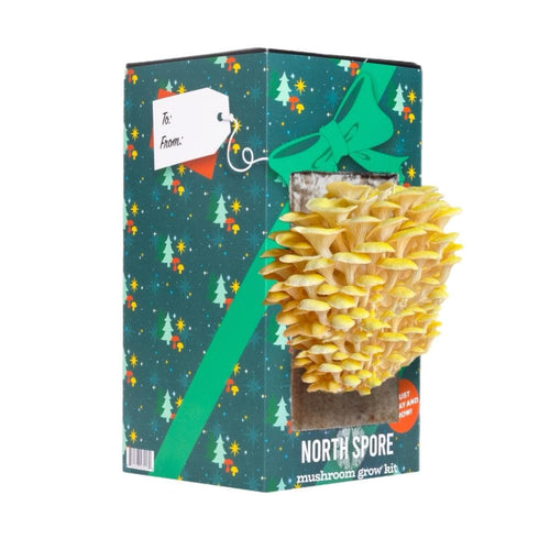 Organic 'Spray & Grow' Holiday Gift Wrap Mushroom Growing Kit
